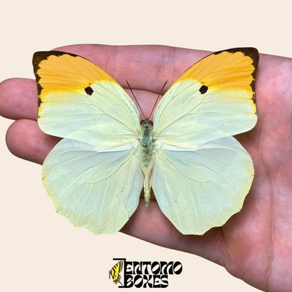 Anteos menippe pinned butterfly on hand