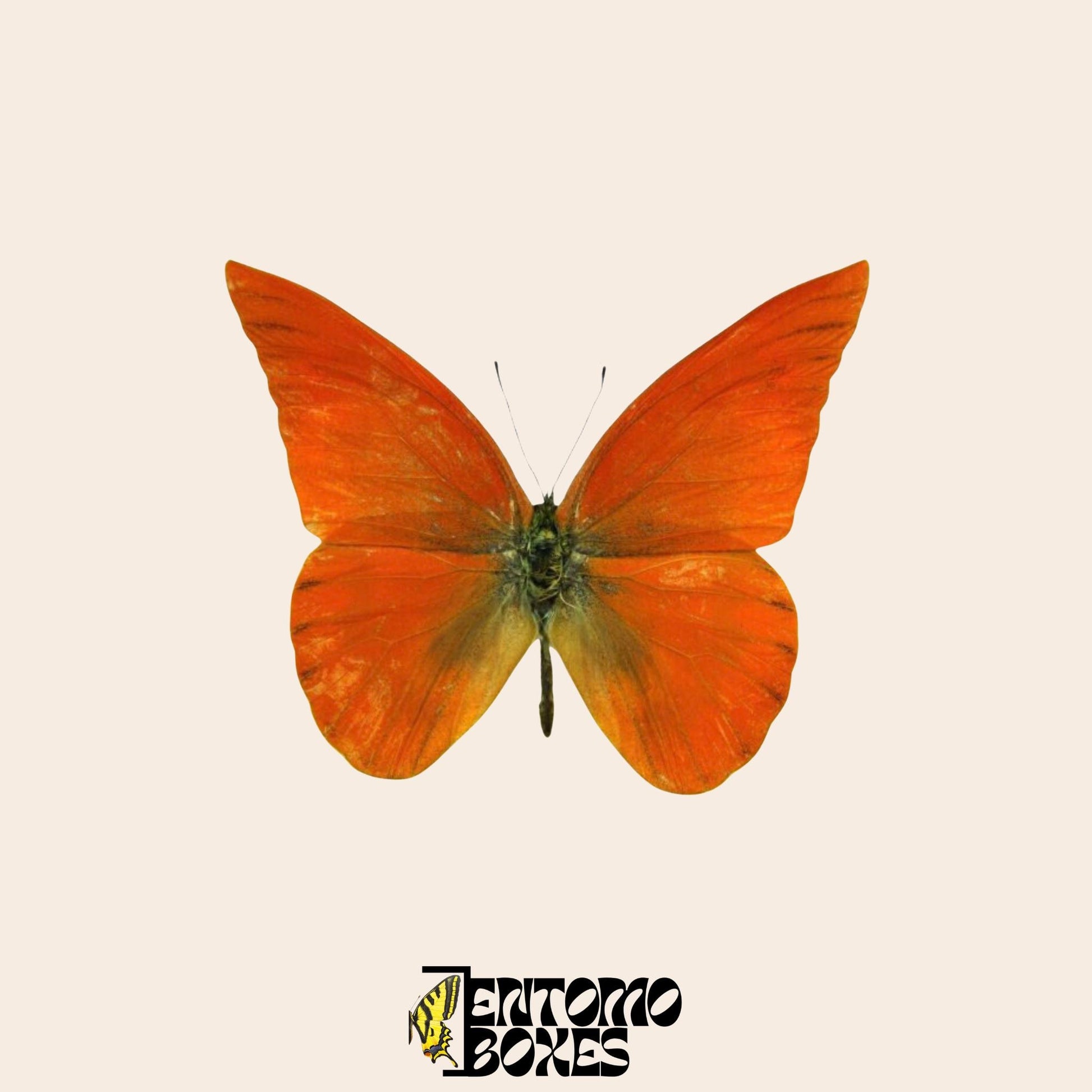 Appias nero butterfly