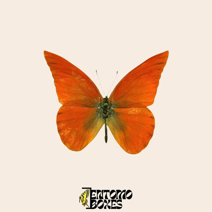 Appias nero butterfly