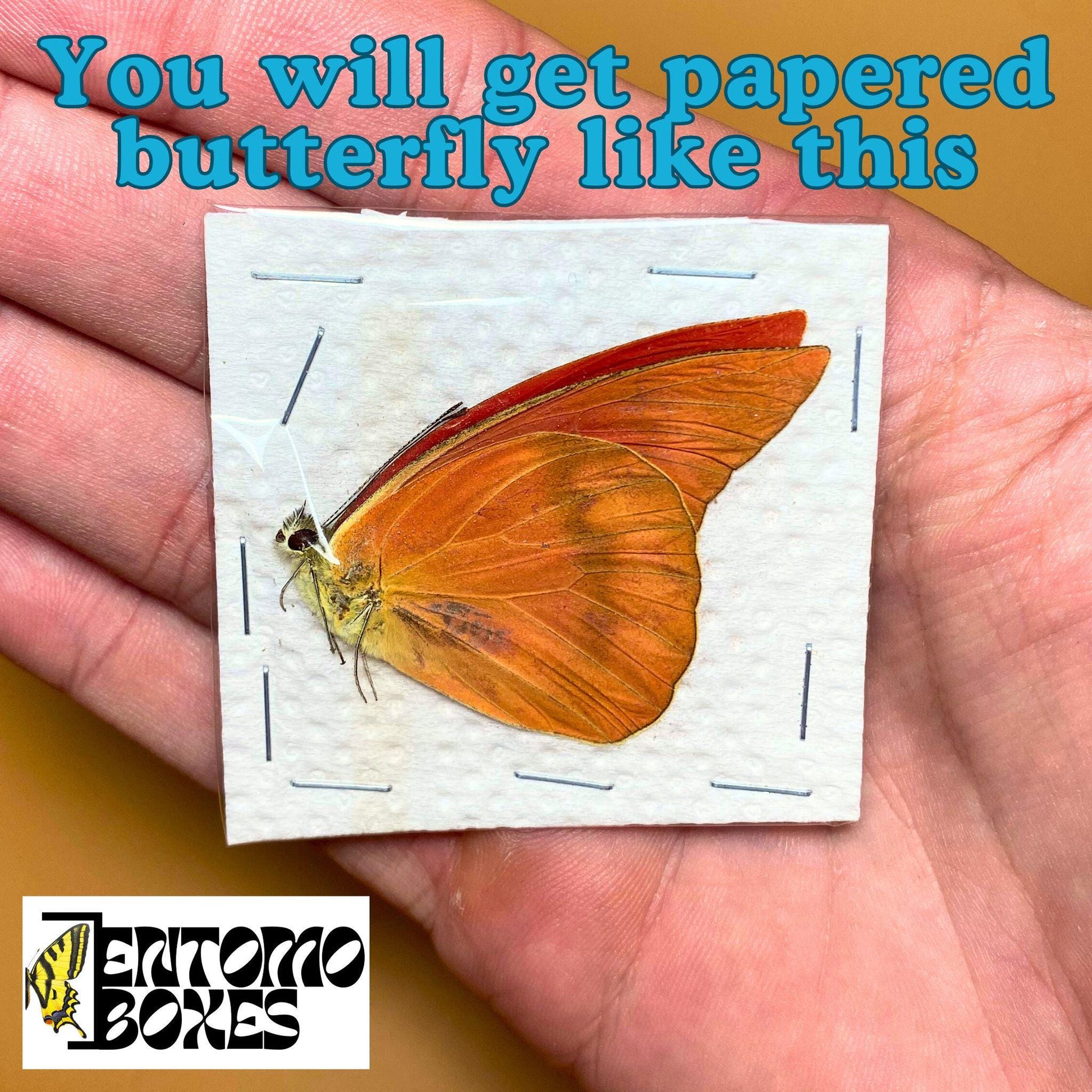 apias nero papered butterfly