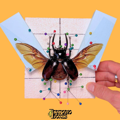 chalcosoma atlas beetle with opened wings on pinning board