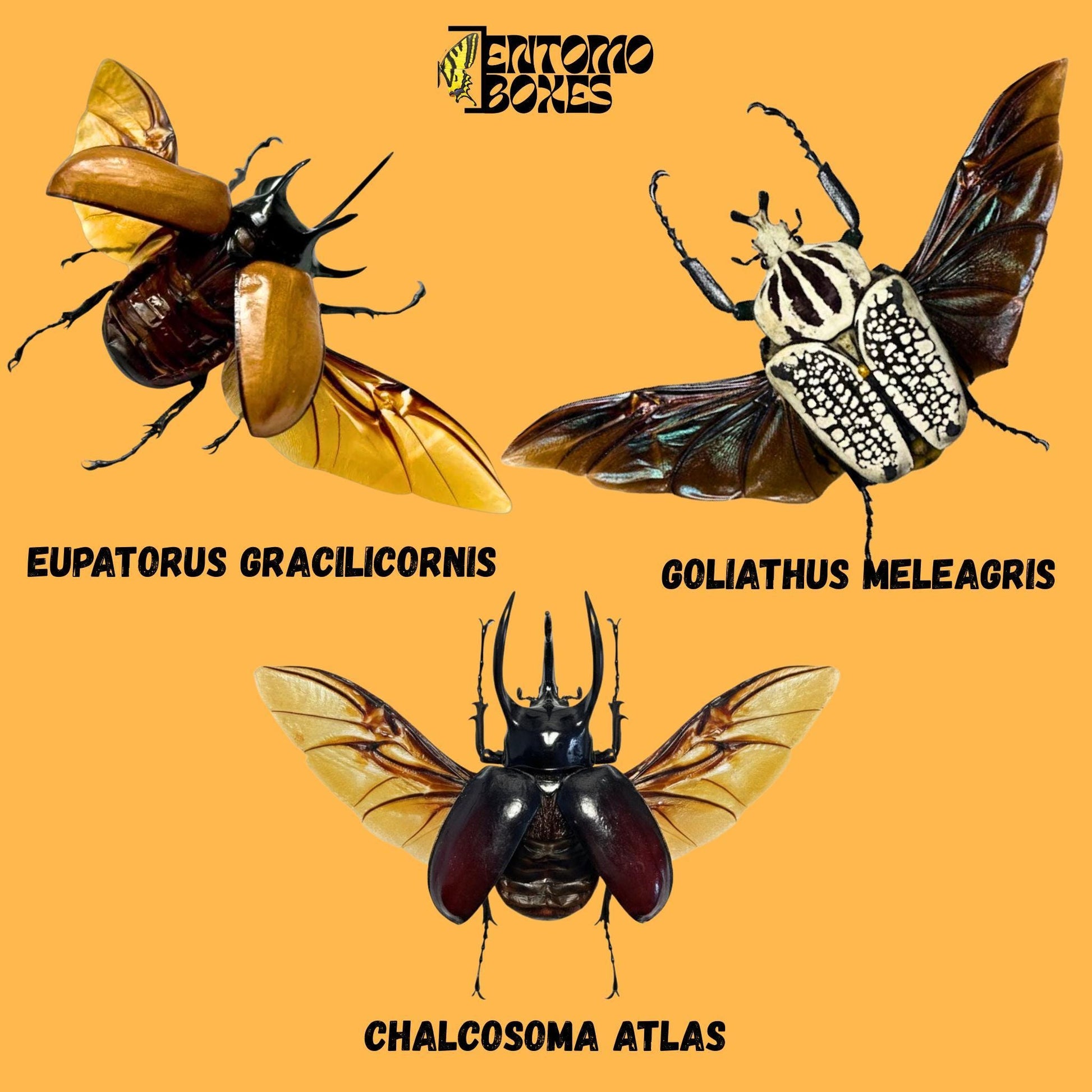 chalcosoma atlas, goliathus meleagris and Eupatorus gracilicornis beetles with opened wings