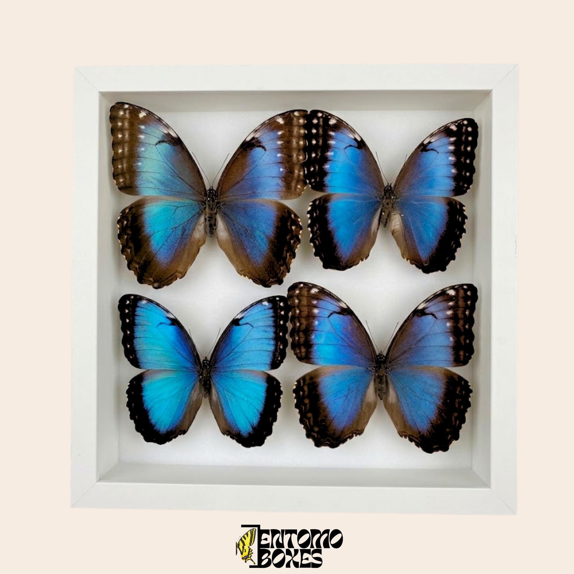 four blue morpho butterflies in white frame