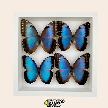 four blue morpho butterflies in white frame