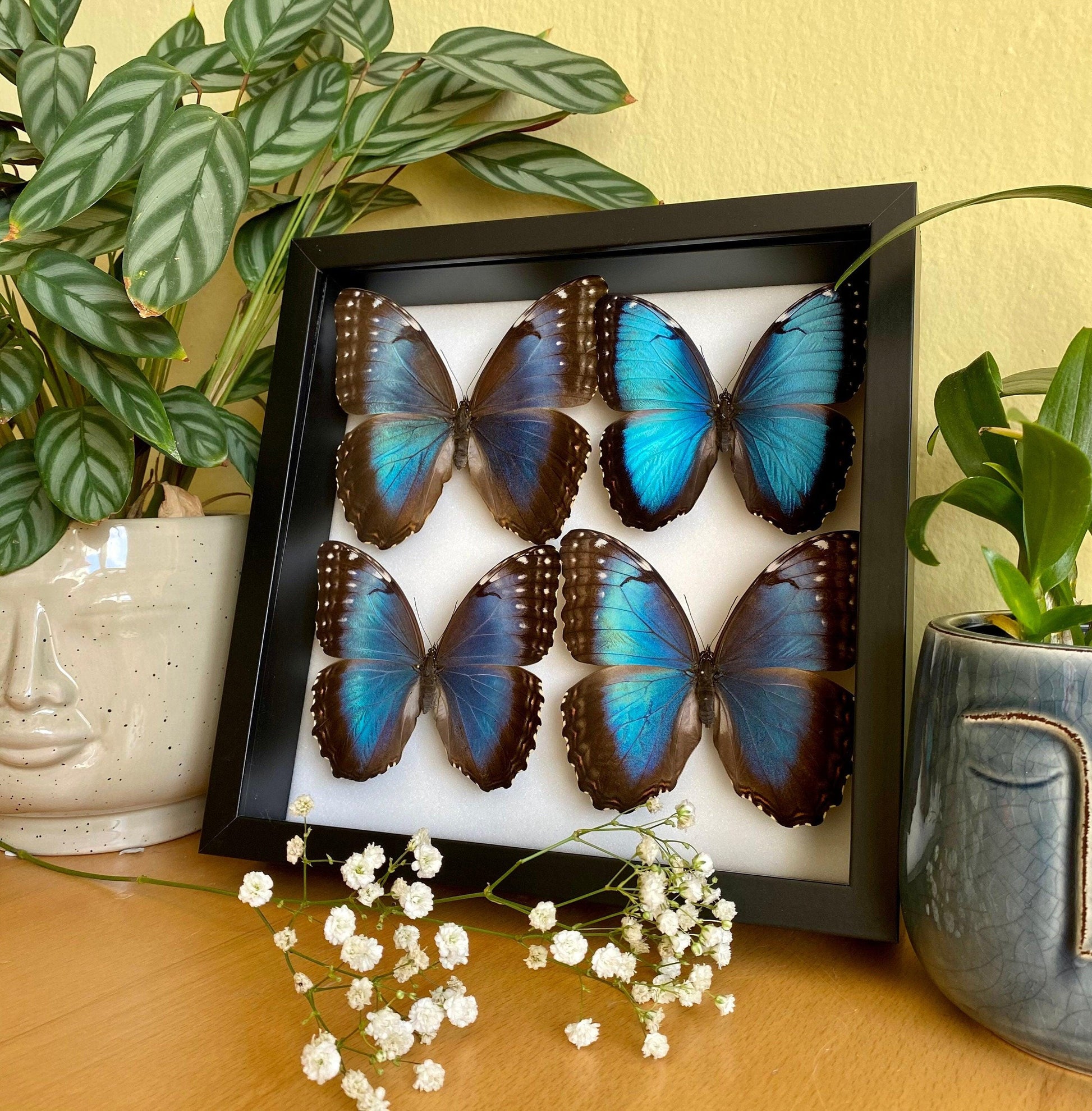 four blue morpho butterflies in black frame