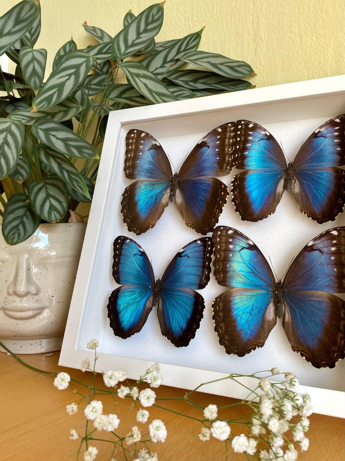 four blue morpho butterflies in white frame
