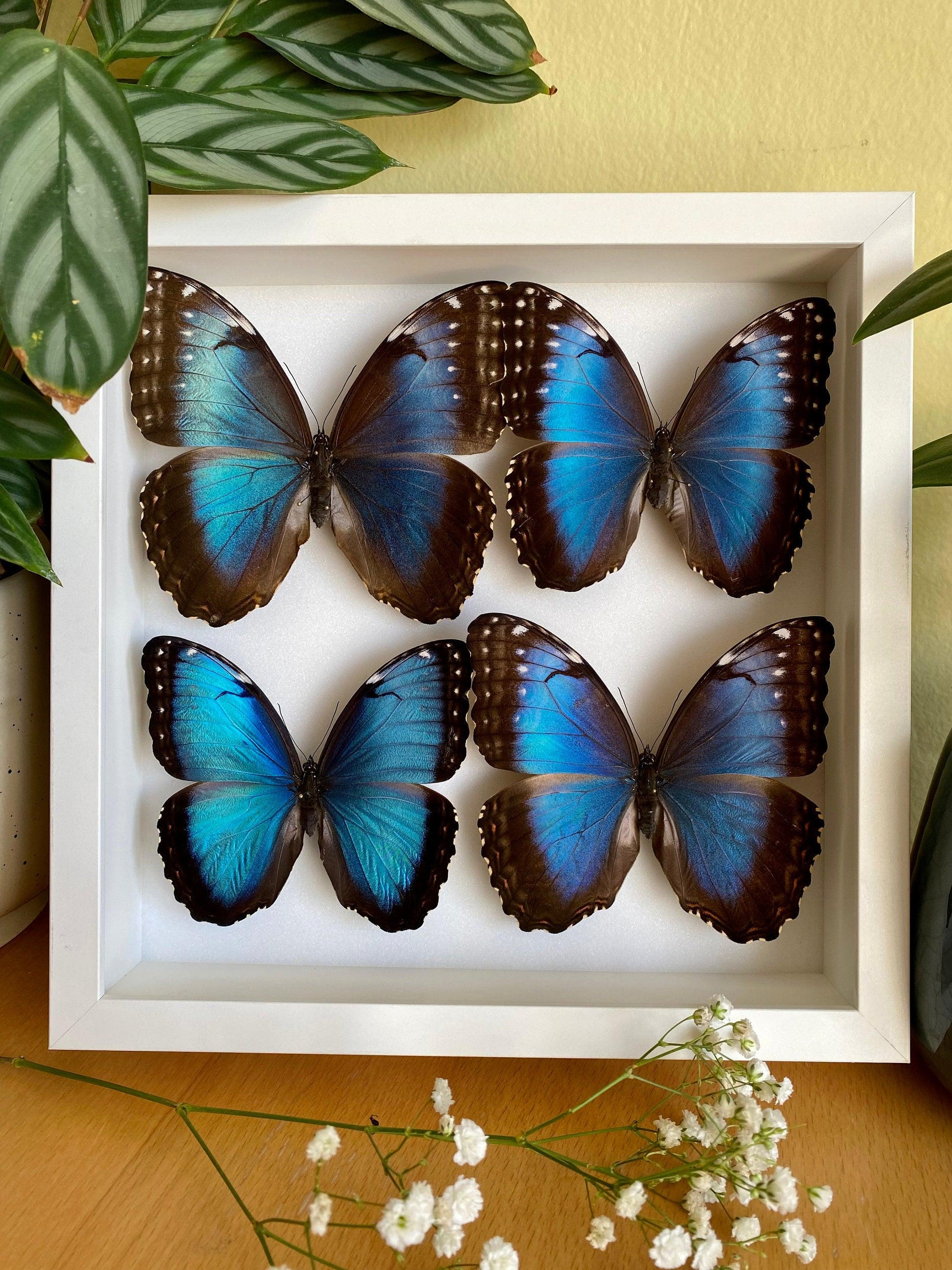 four blue morpho butterflies in white frame