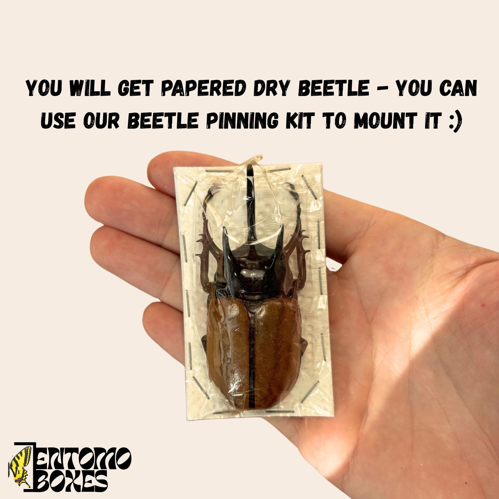 Eupatorus gracilicornis beetle