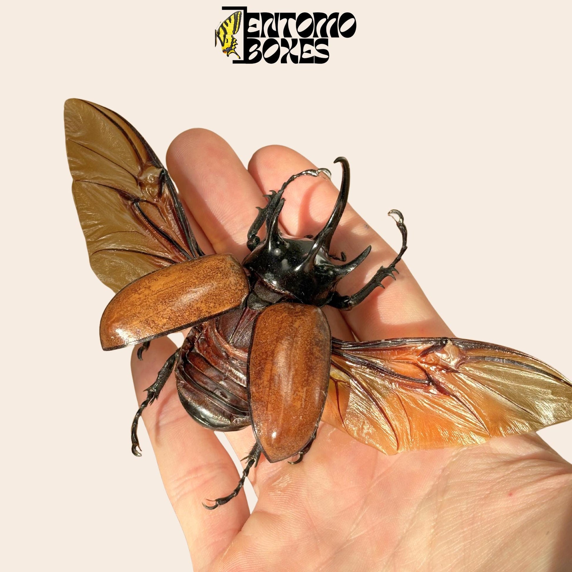 Eupatorus gracilicornis pinned male with opened wings