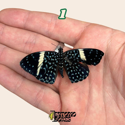 hamadryas butterfly on hand