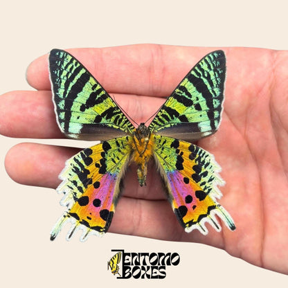 urania ripheus pinned moth