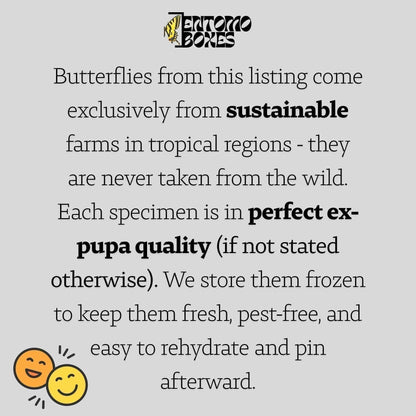 Real Madagascan Sunset Moth (Urania ripheus): Pinned or Unmounted Specimen