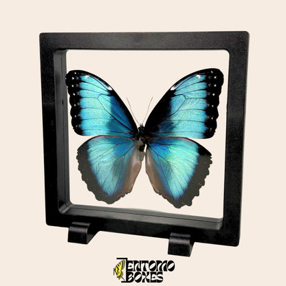 blue morpho butterfly in transparent black frame