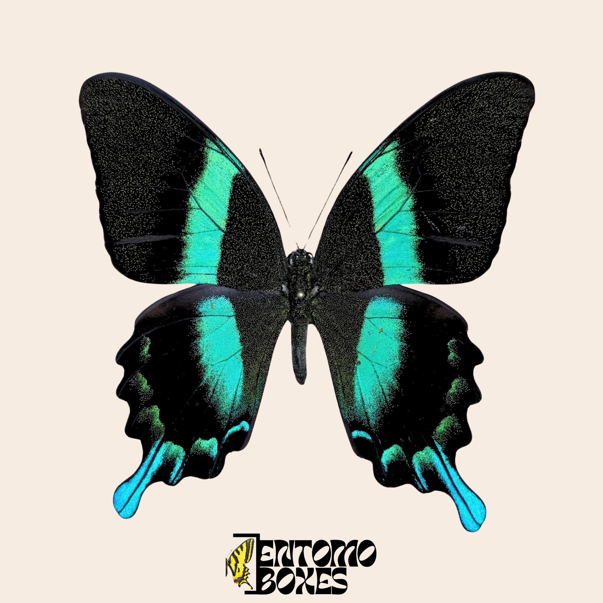 Peacock Swallowtail pinned butterfly