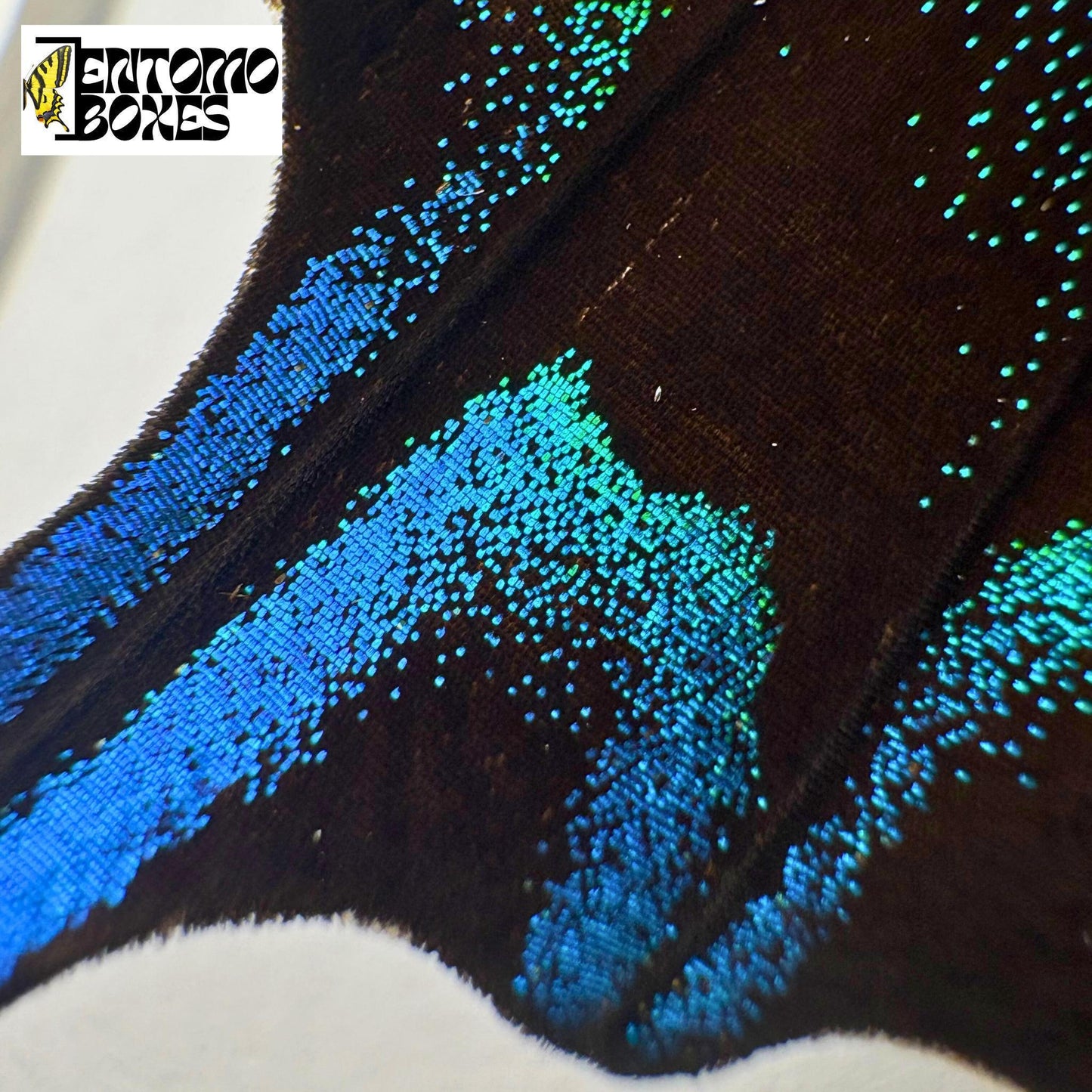 papilio blumei wing scales closeup