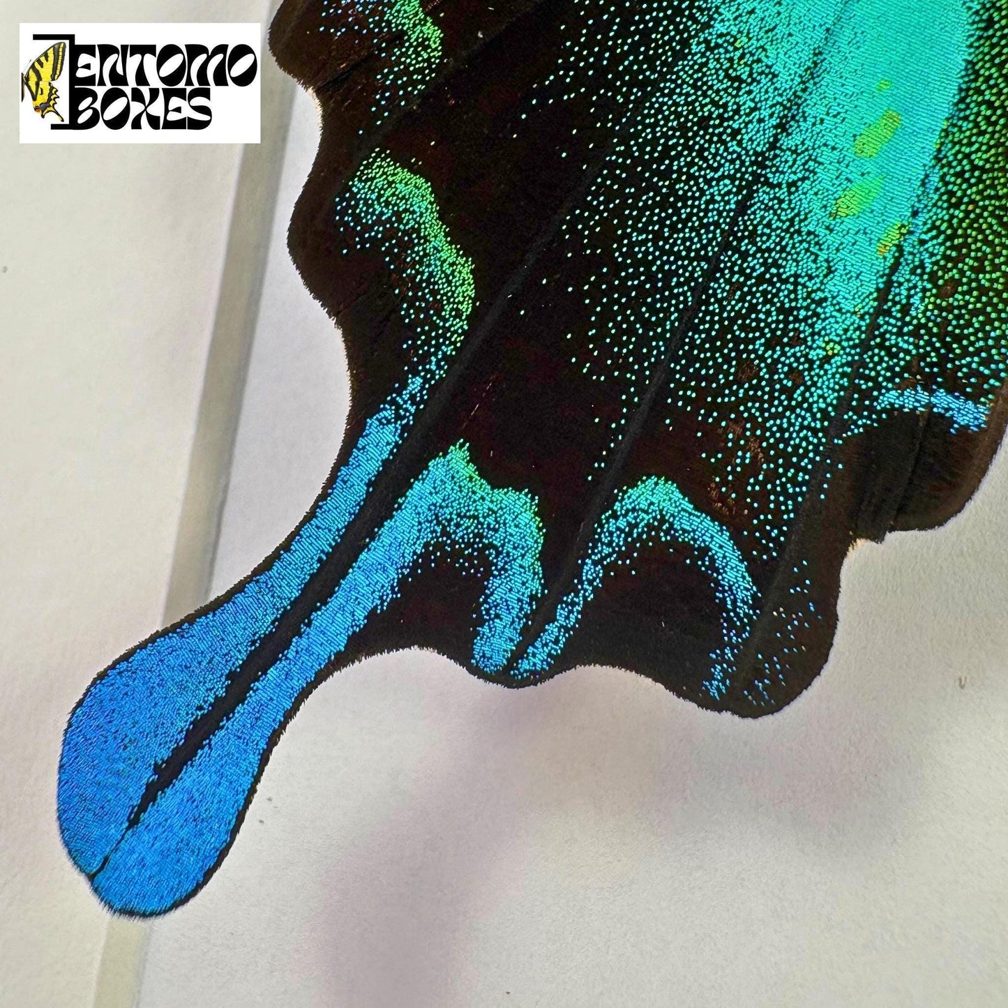 papilio blumei wing tail closeup