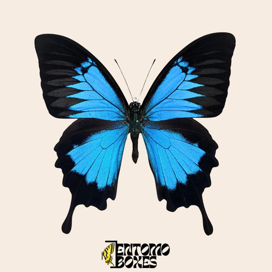 papilio ulysses male butterfly on pin