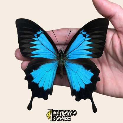 papilio ulysses male butterfly on pin