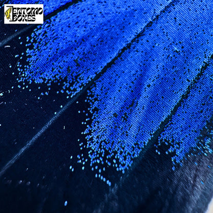 blue scales of Papilio ulysses butterfly closeup