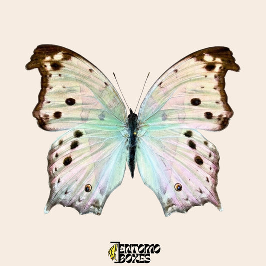 Salamis parhassus Mother of Pearl butterfly pinned specimen, iridescent pearl-blue wings