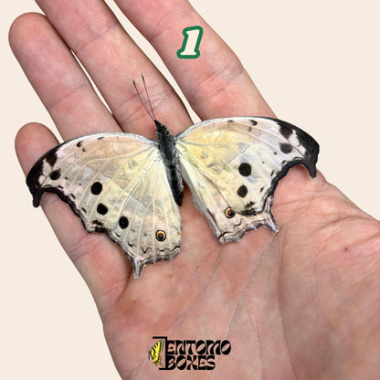 salamis parhassus butterfly