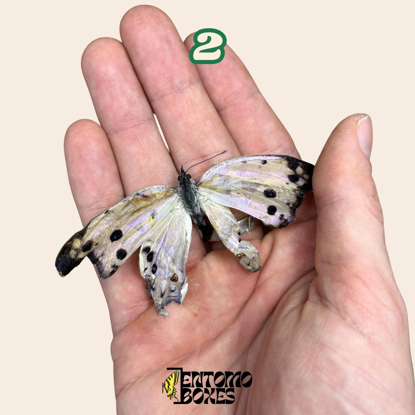 salamis parhassus butterfly