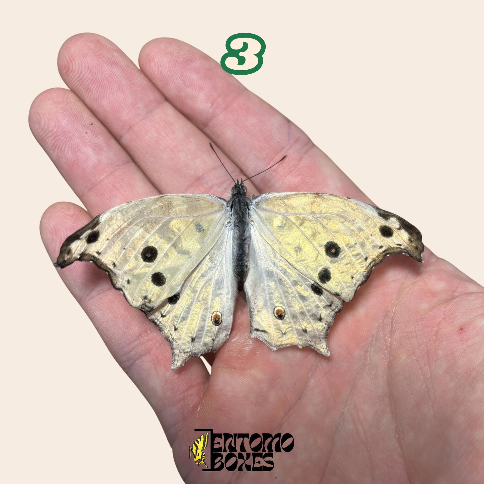 salamis parhassus butterfly