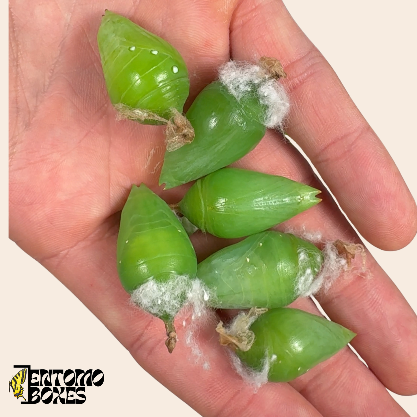 Morpho helenor chrysalis (live) - ONLY EU!!!