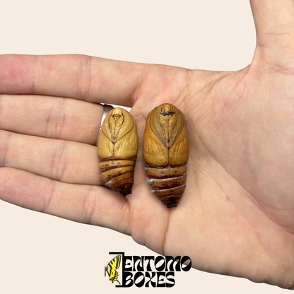 Ceranchia apollina Cocoons - EU Only