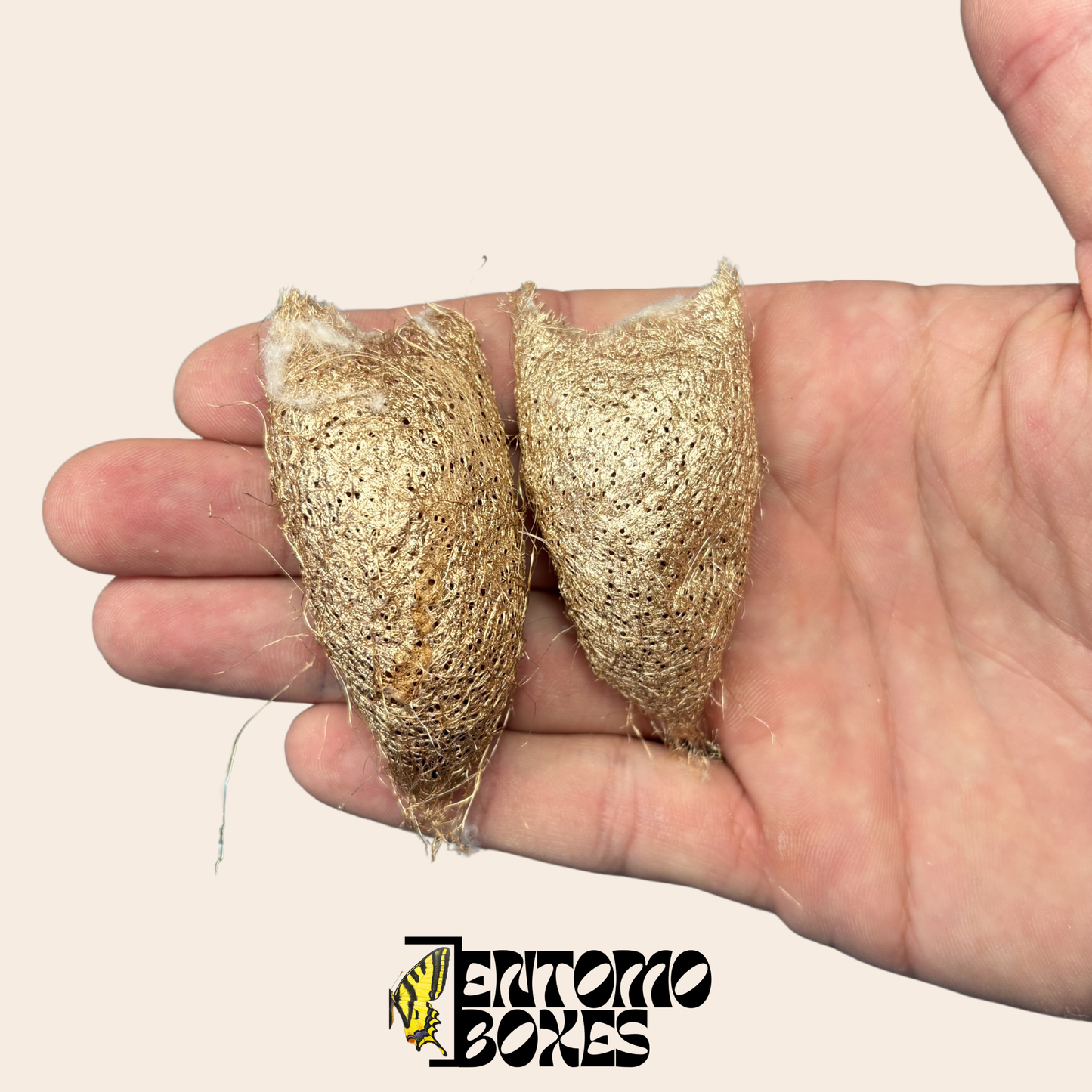 Ceranchia apollina Cocoons - EU Only