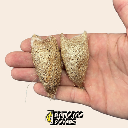 Ceranchia apollina Cocoons - EU Only