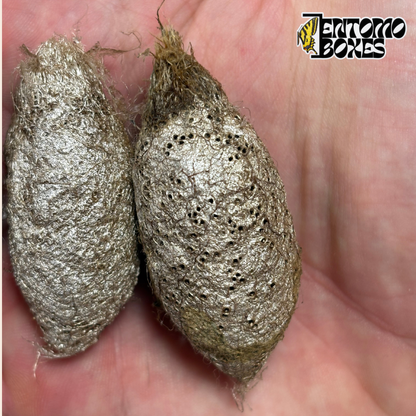 Two Argema mimosae cocoons, silvery perforated silk cocoons held in hand for scale