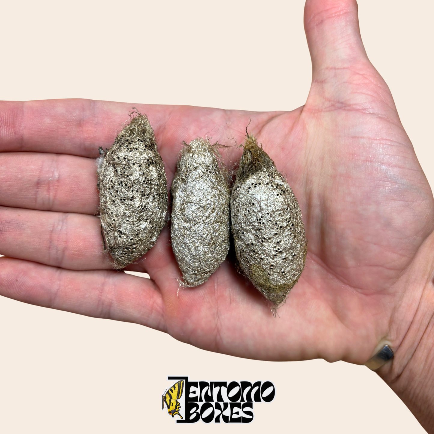 Three Argema mimosae cocoons in palm of hand showing natural size and perforated cocoon texture