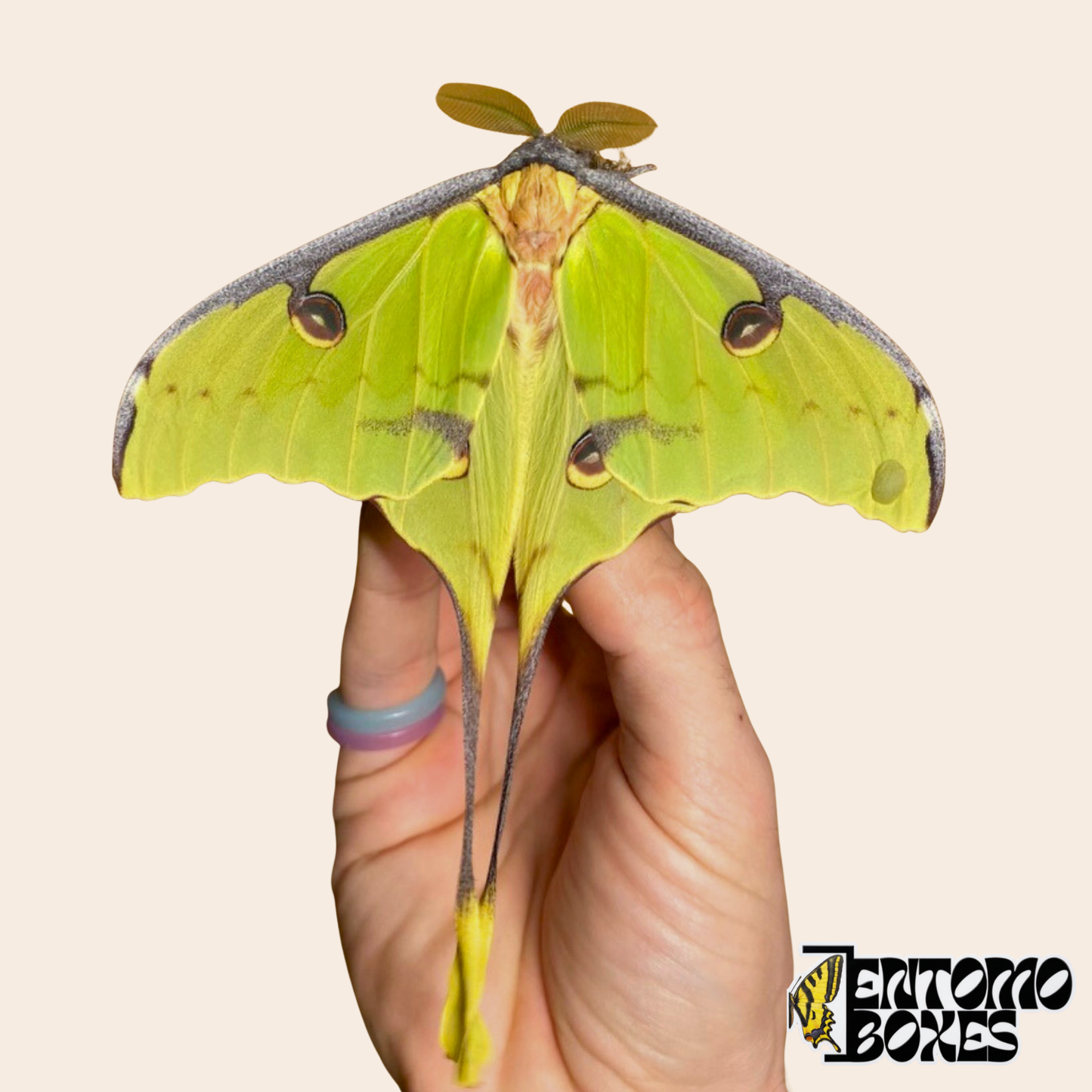 Adult Argema mimosae African Moon Moth with pale green wings and long trailing tails held in hand