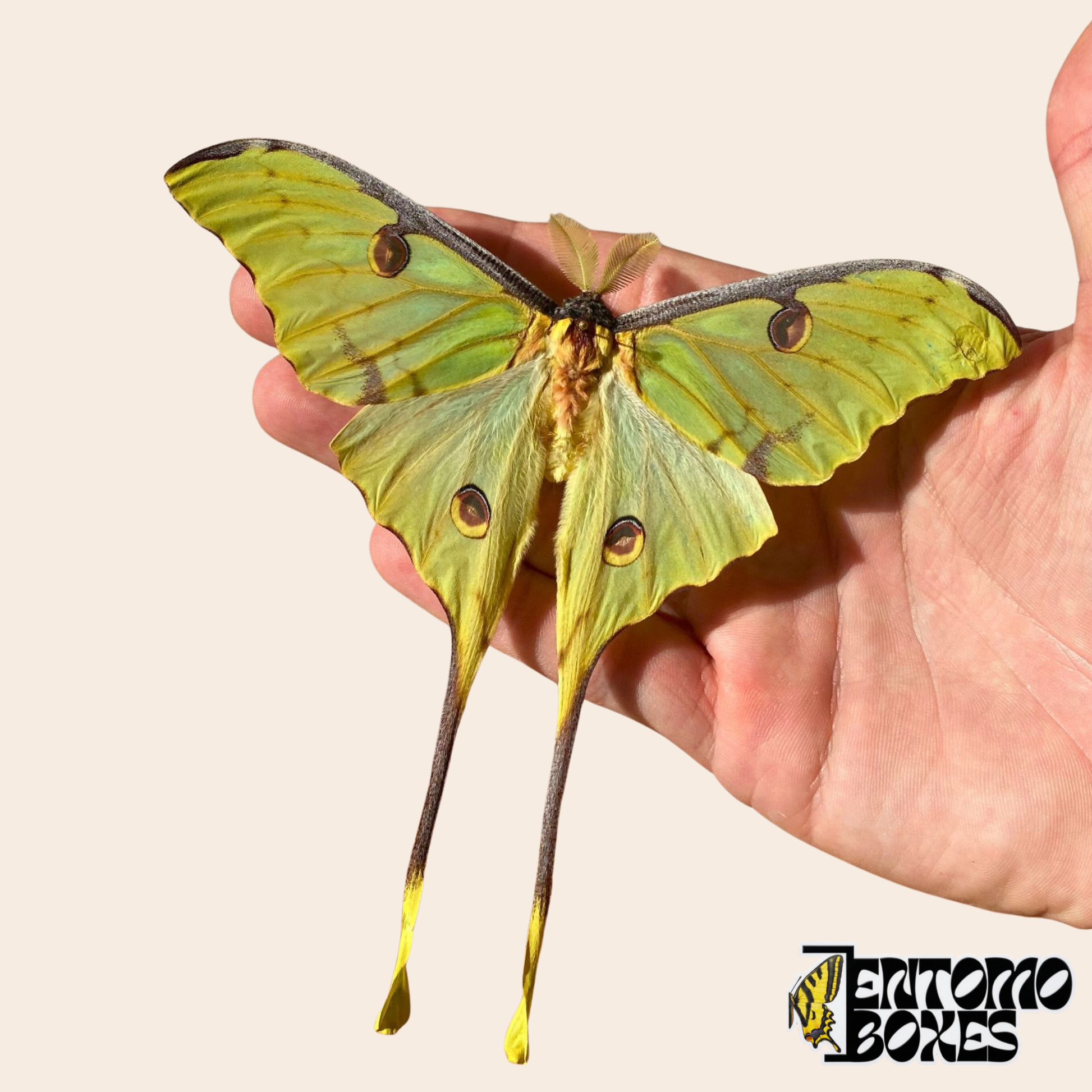 Argema mimosae African Moon Moth with wings spread showing eyespots and trailing tails