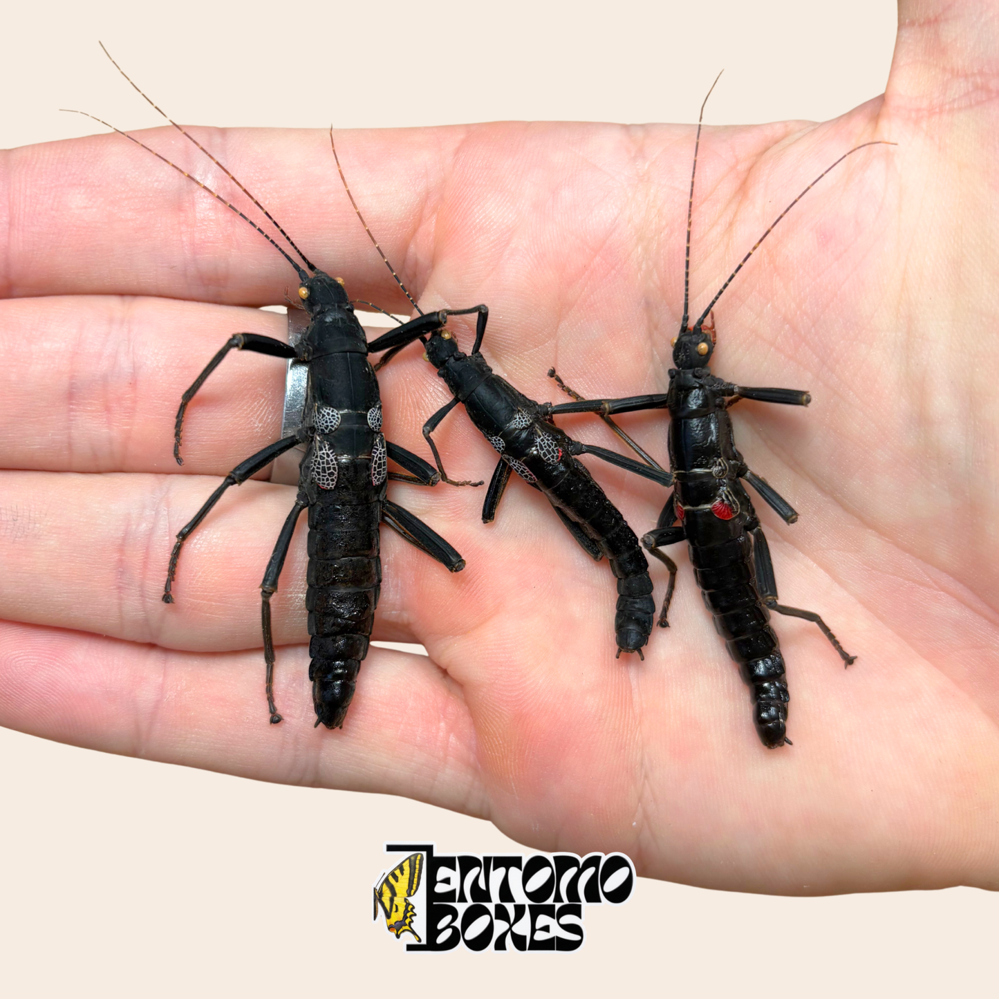 Three dried Peruphasma schultei specimens, Black Beauty stick insects, held in hand for size comparison