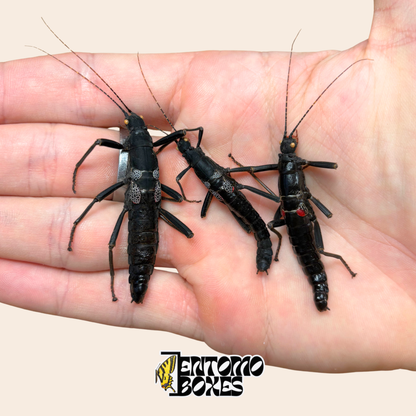 Three dried Peruphasma schultei specimens, Black Beauty stick insects, held in hand for size comparison