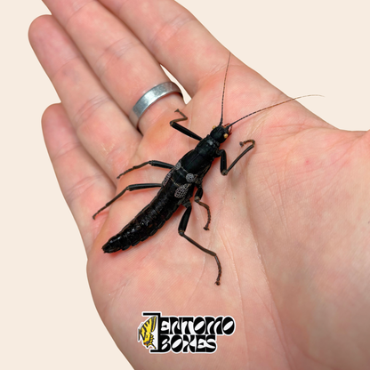 Dried Peruphasma schultei specimen, Black Beauty stick insect, showing glossy black body and pale mottled markings