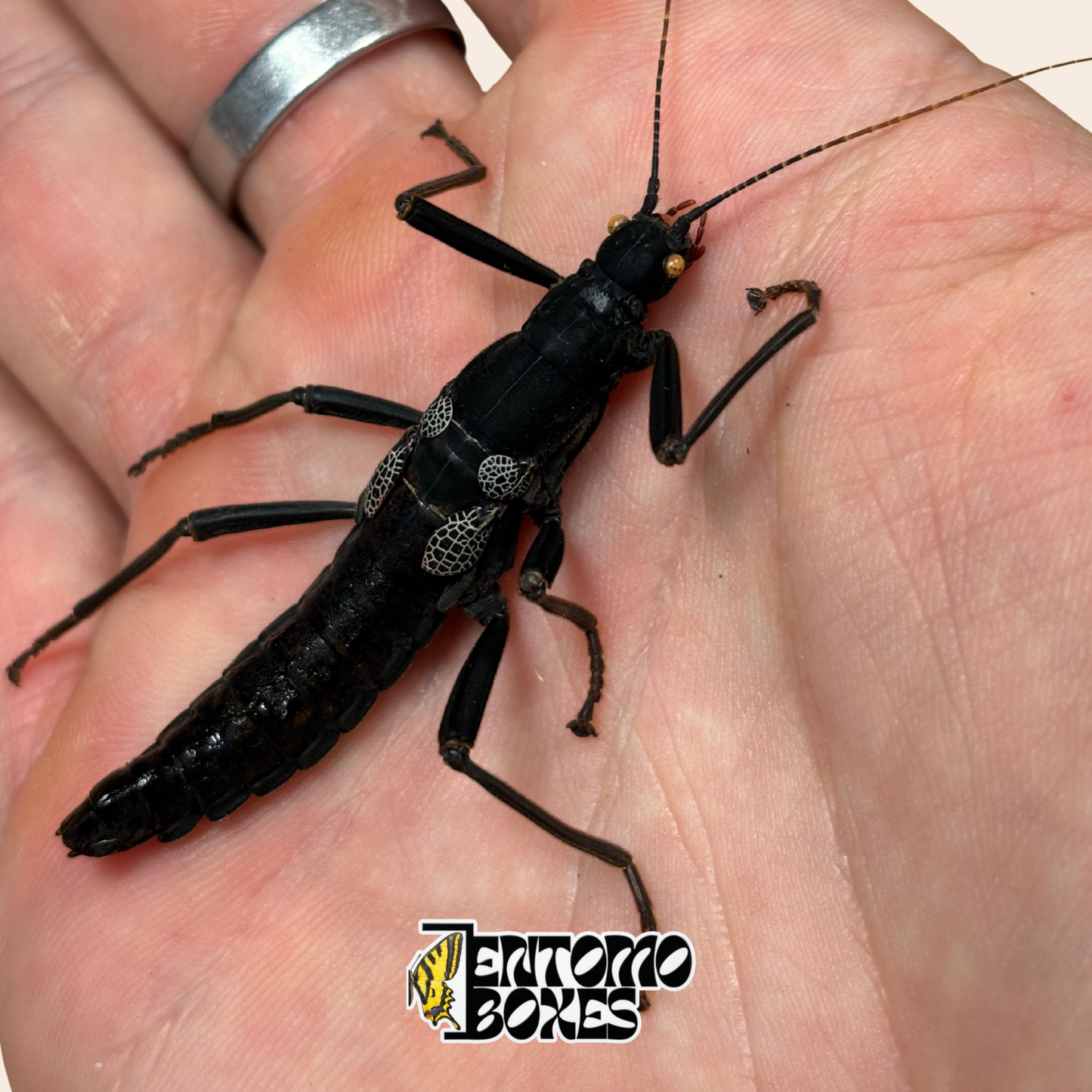 Close-up of a dried Peruphasma schultei specimen head and long antennae, Black Beauty stick insect