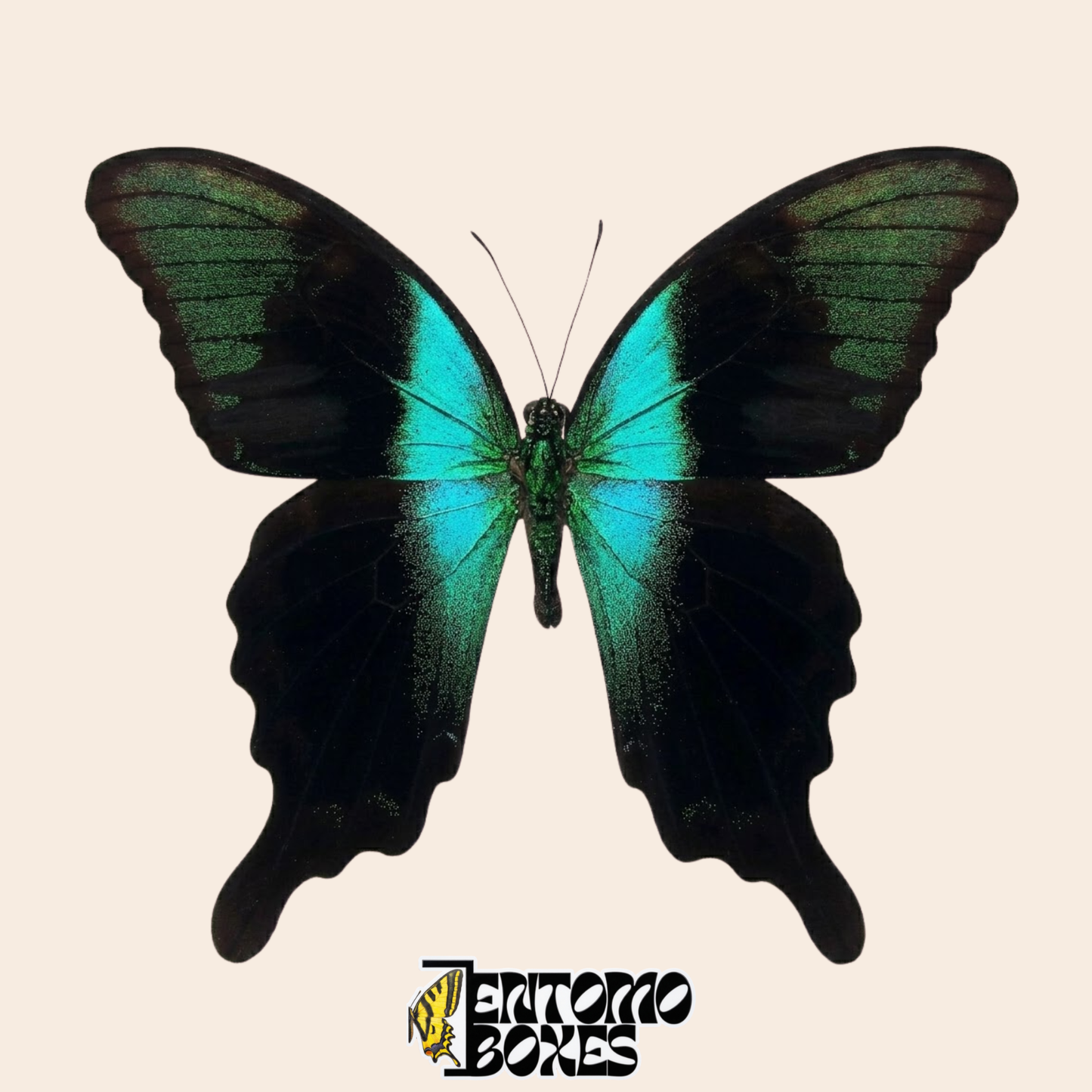 Papilio peranthus pinned open wings green swallowtail butterfly specimen