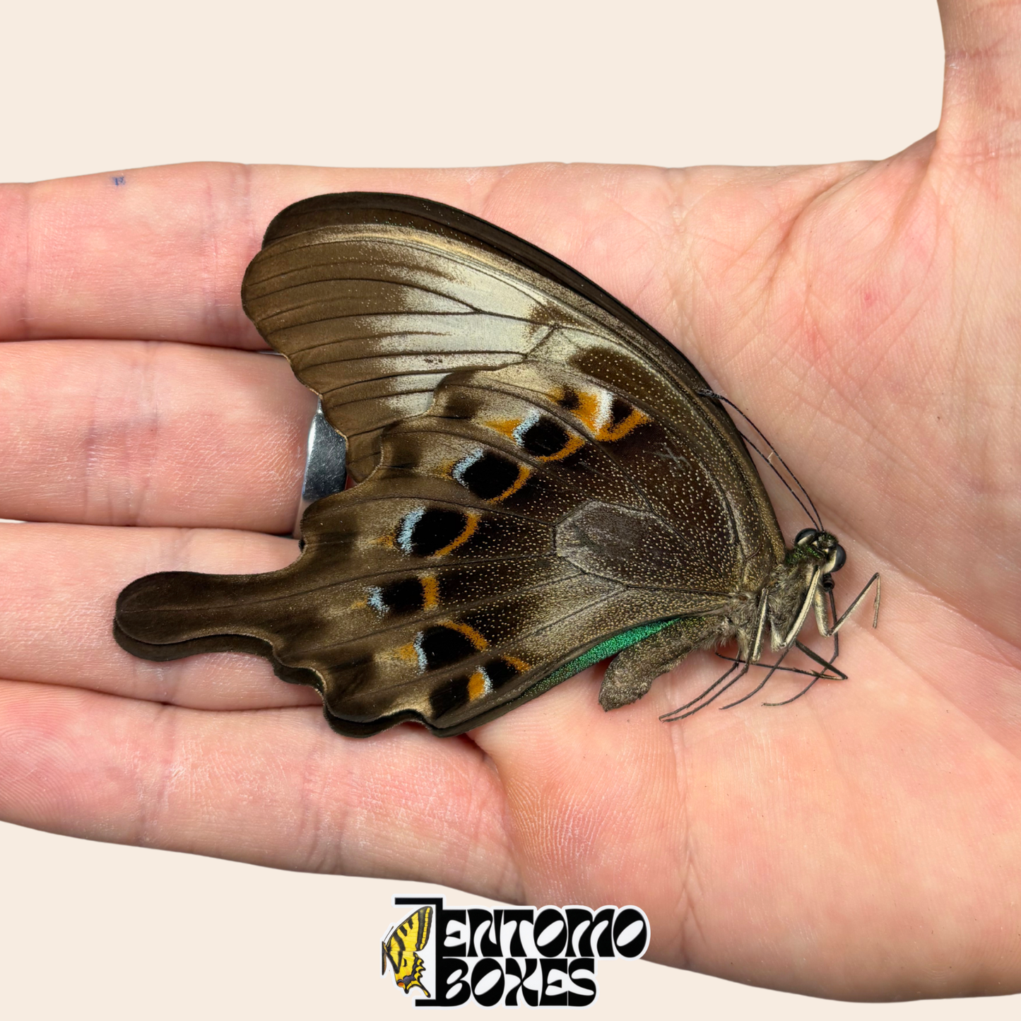 Papilio peranthus papered closed wings butterfly specimen held in hand