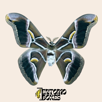 samia cynthia pinned male moth