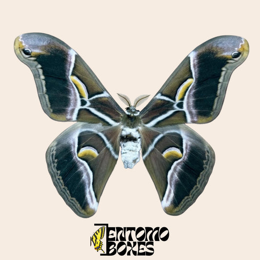 Samia cynthia Ailanthus silk moth male pinned specimen, large cream and brown patterned wings