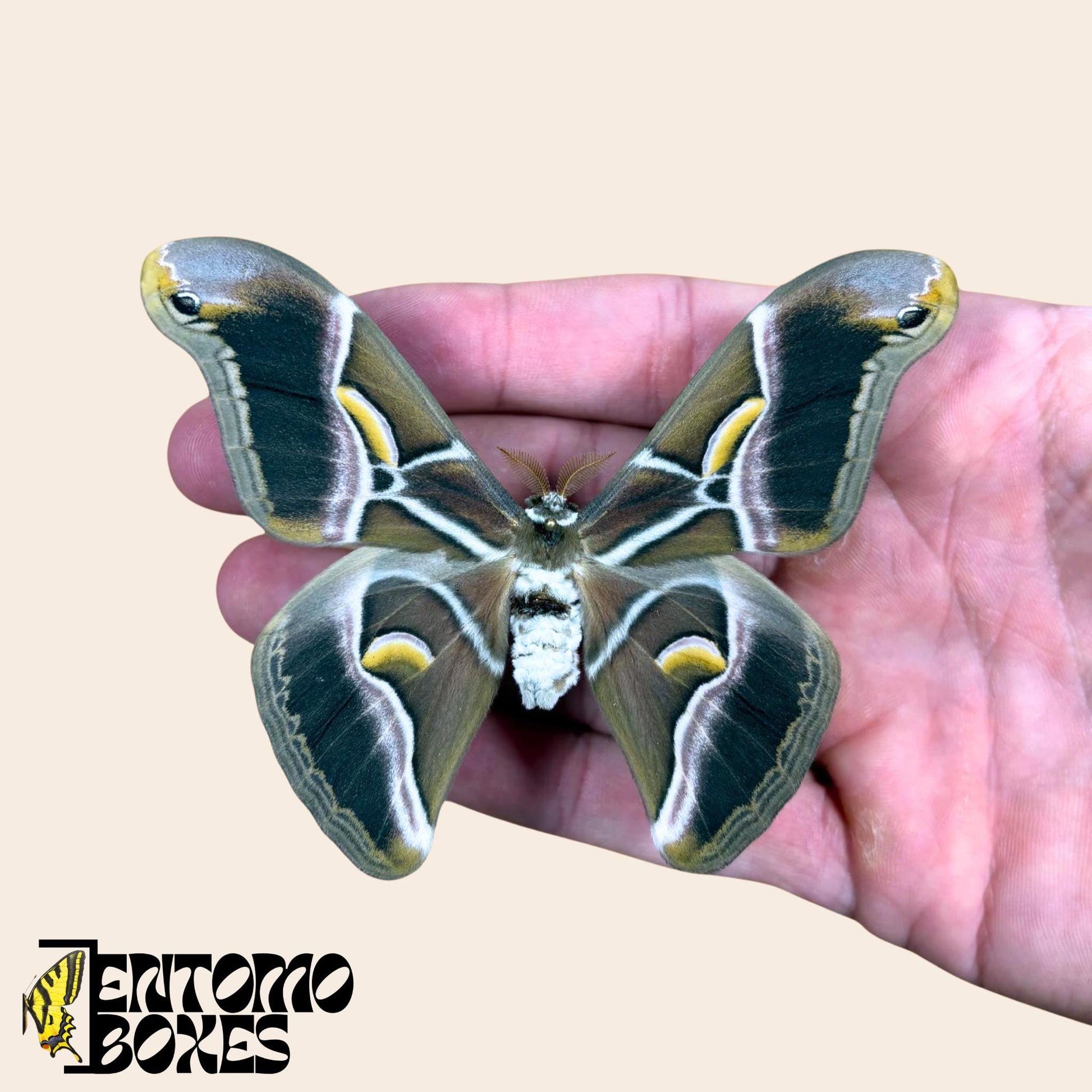 samia cynthia pinned male moth