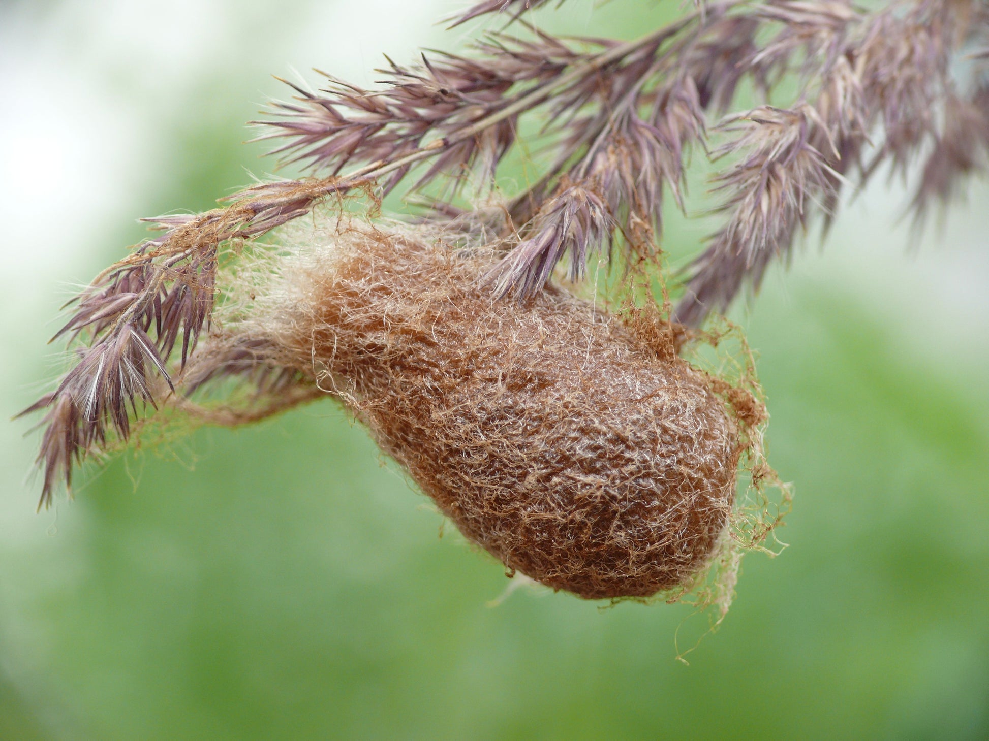 Silk cocoon of Saturnia pavonia, the near-identical sister species of Saturnia pavoniella, a brown felted pear-shaped cocoon spun on a grass stem