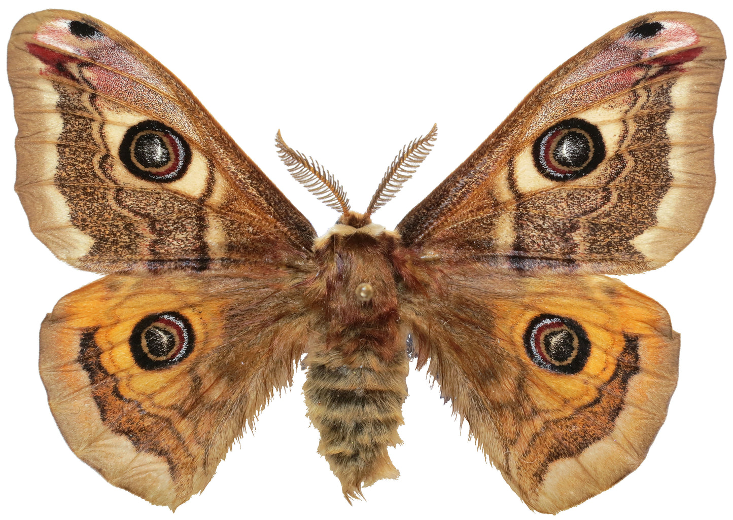 Adult male Saturnia pavoniella moth with wings spread, showing an eyespot on each of its four brown and orange wings