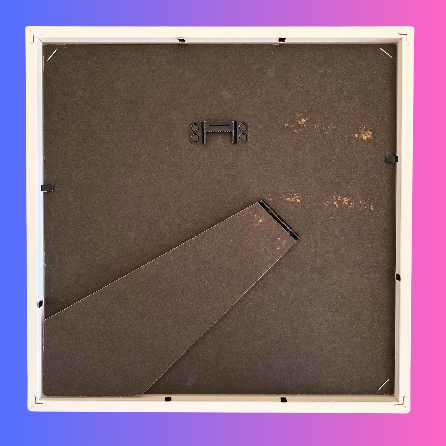 Morpho didius display