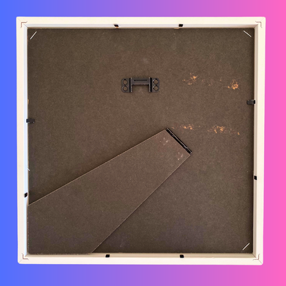 Morpho didius display