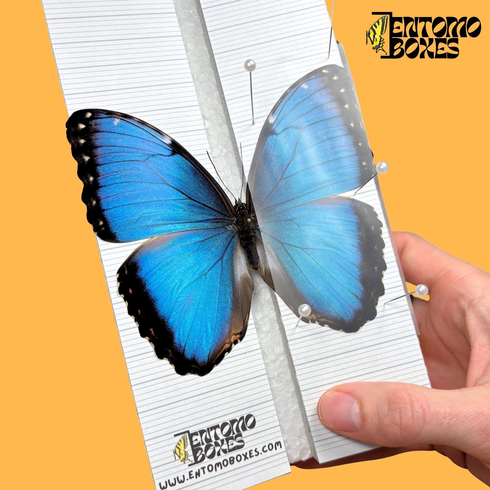 blue morpho butterfly on entomoboxes butterfly pinning board