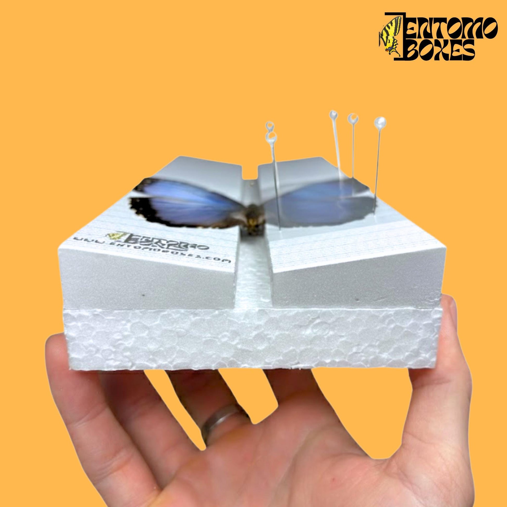 Standard angled insect pinning Board with Grid Sticker mounting spreading moths butterflies Taxidermy Entomology